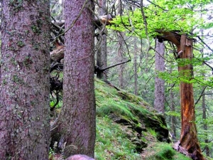 Alpiner Pfad 